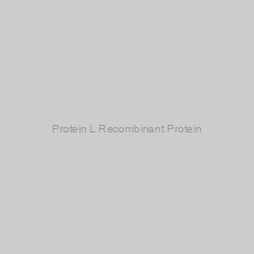 Image of Protein L Recombinant Protein
